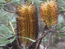 صورة Banksia