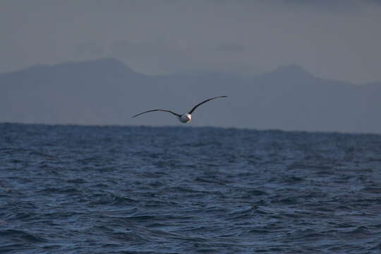 Image of black-browed albatross