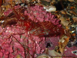 Image of Aesop shrimp