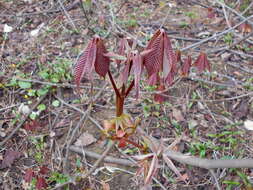 Imagem de Aesculus parviflora Walt.