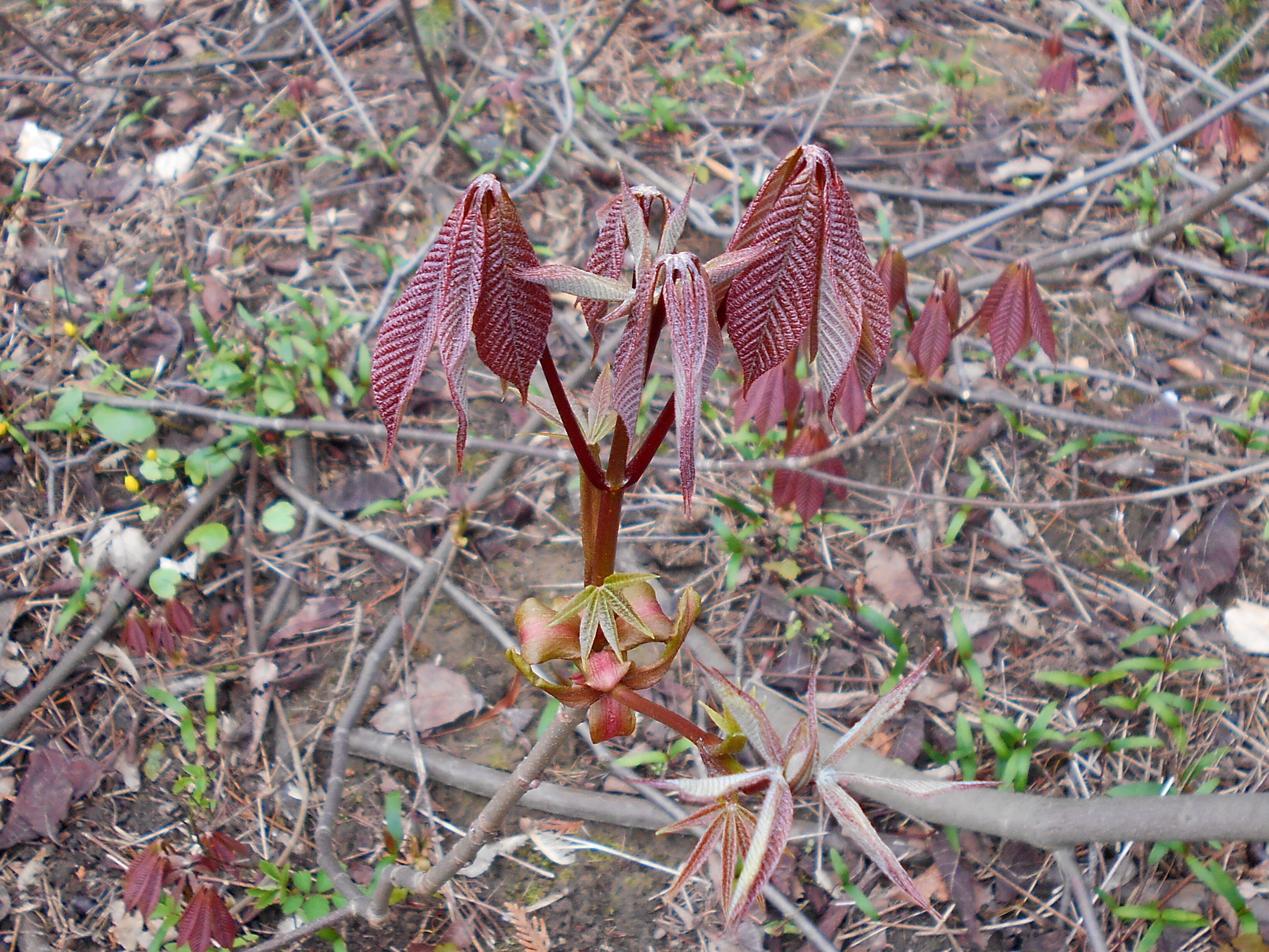 Imagem de Aesculus parviflora Walt.