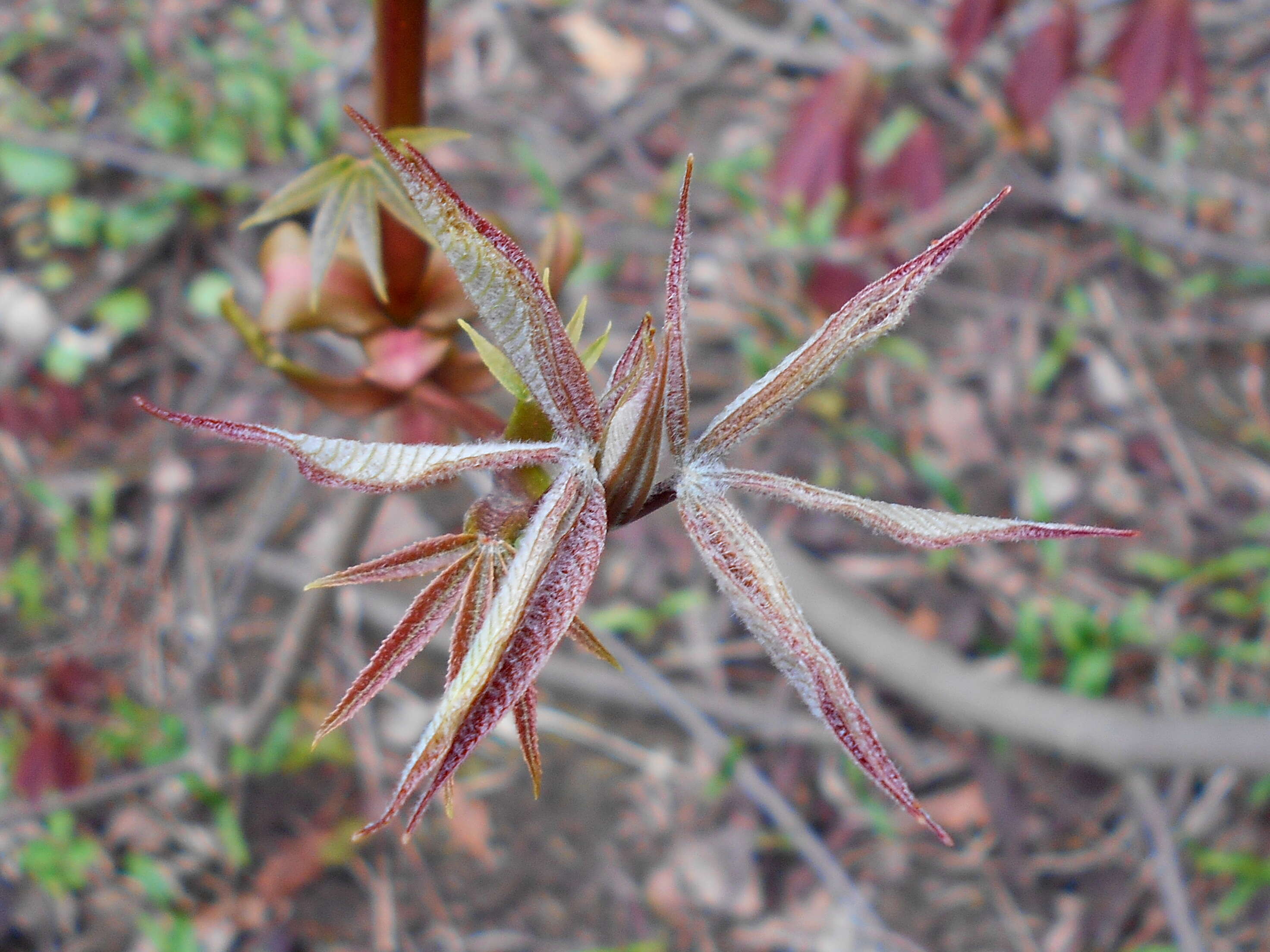 Imagem de Aesculus parviflora Walt.