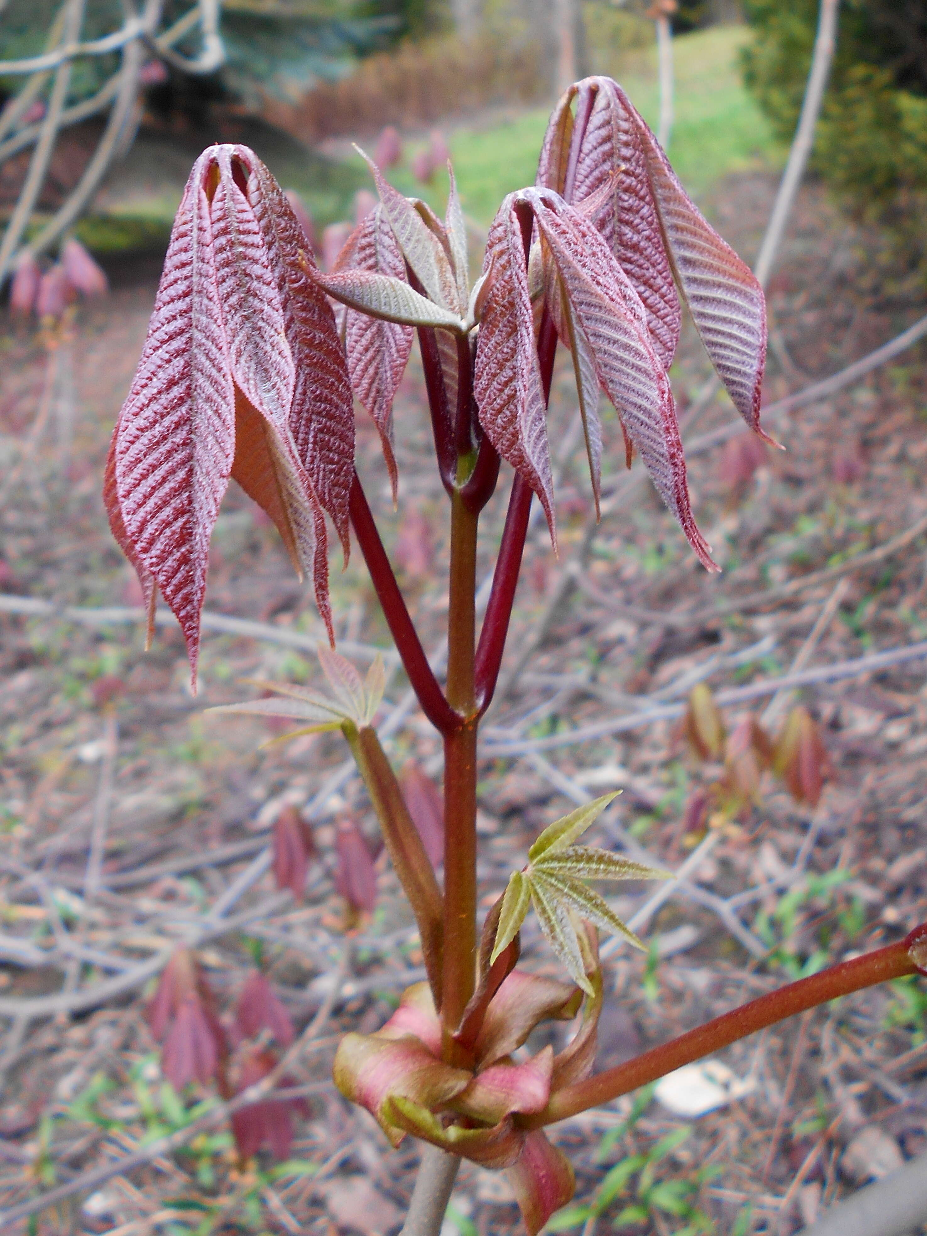 Imagem de Aesculus parviflora Walt.