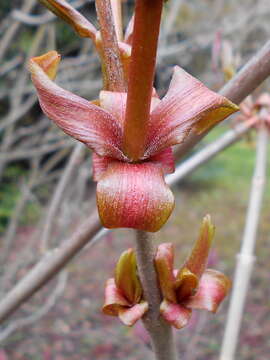 Image of bottlebrush buckeye