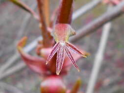 Imagem de Aesculus parviflora Walt.