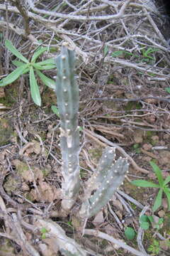 Imagem de Ceropegia revoluta (Masson) Bruyns