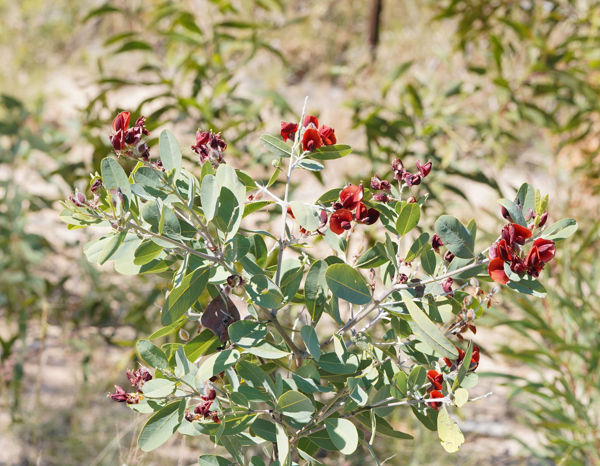 Image of Gastrolobium grandiflorum F. Muell.