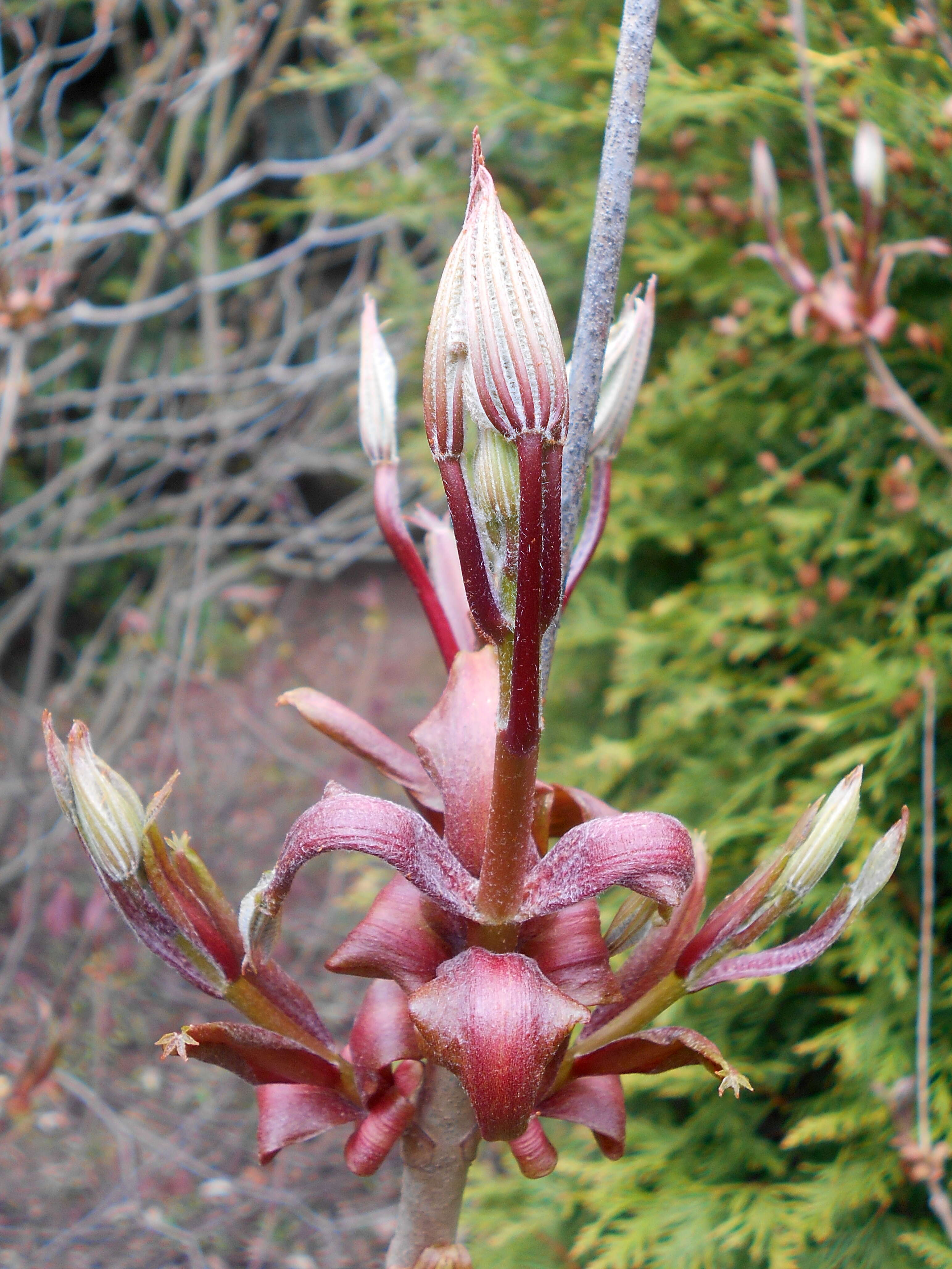 Image of bottlebrush buckeye