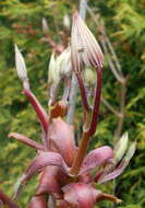 Imagem de Aesculus parviflora Walt.