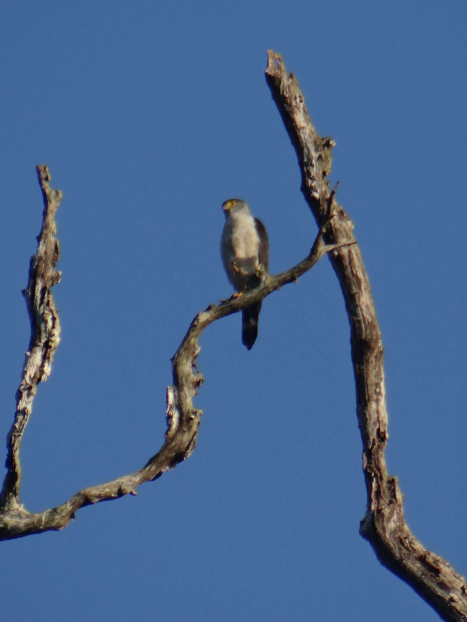 Image of Grey-bellied Goshawk