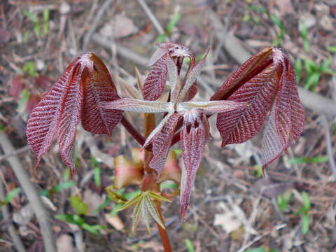 Image of bottlebrush buckeye