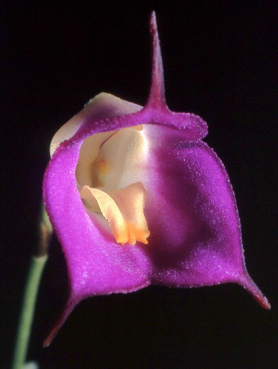 Image de Masdevallia uniflora Ruiz & Pav.