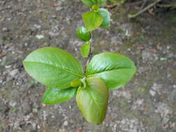 Plancia ëd Aronia mitschurinii