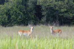 Image of Kafue Lechwe