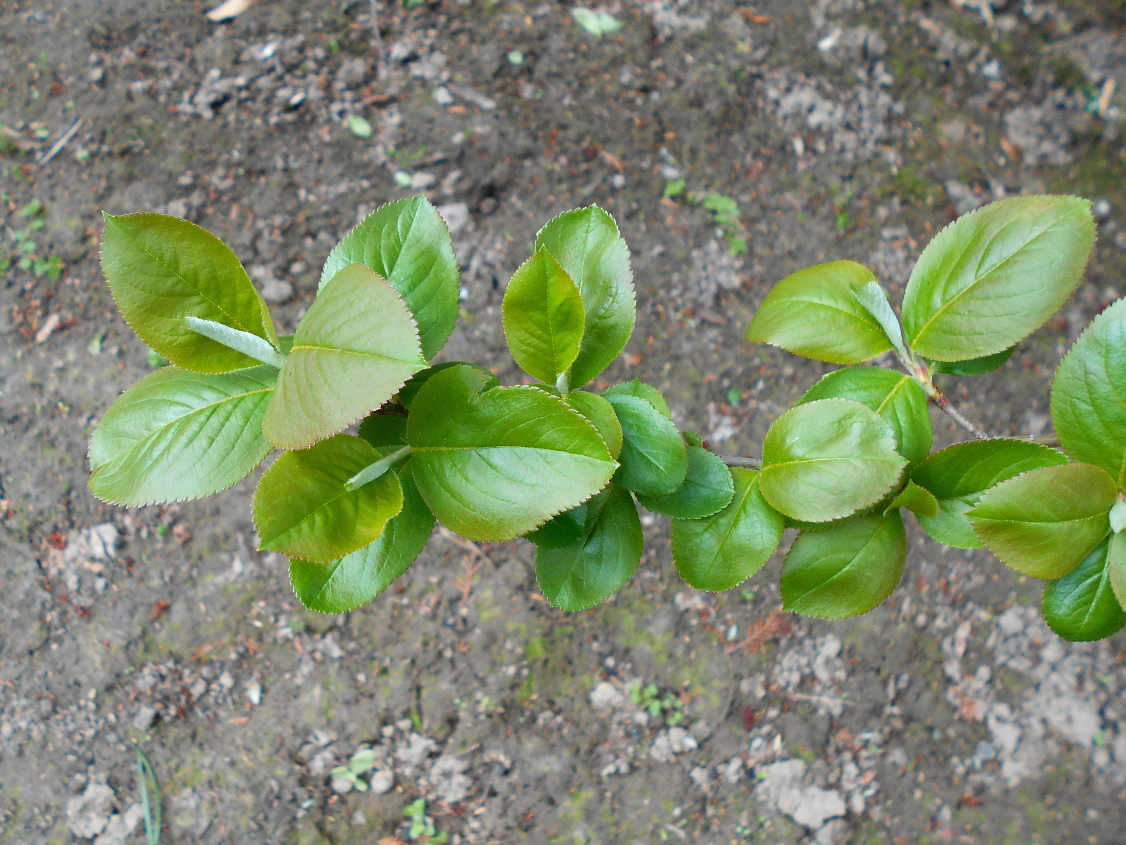 Plancia ëd Aronia mitschurinii