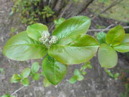 Plancia ëd Aronia mitschurinii