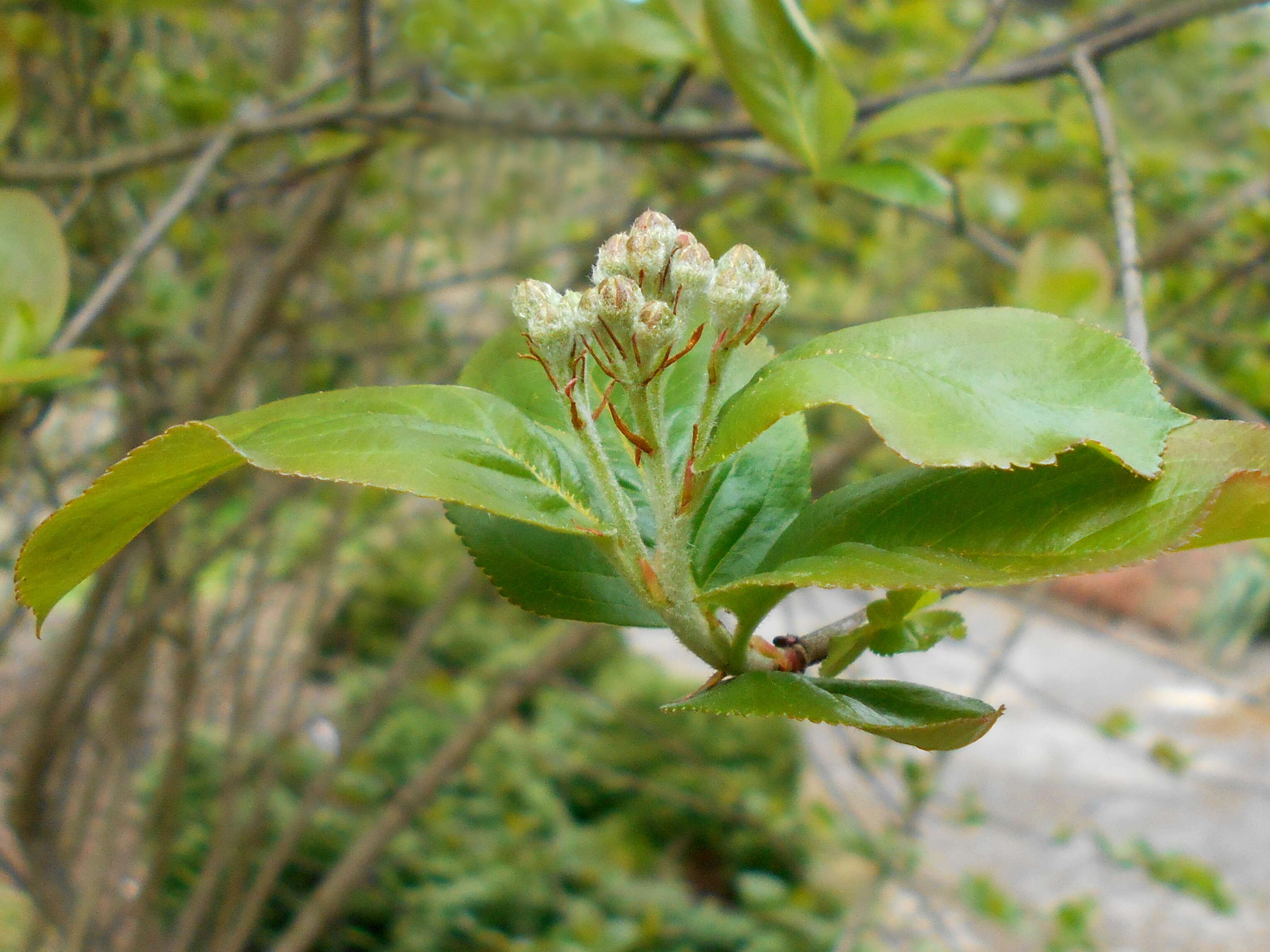 Plancia ëd Aronia mitschurinii