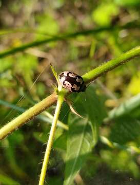 Image of <i>Calligrapha ancoralis</i>