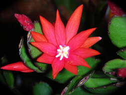 Image of Easter cactus