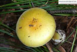 Image of Amanita subjunquillea S. Imai 1933