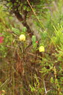 Image de Darwinia collina Gardn.