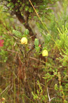 Image de Darwinia collina Gardn.