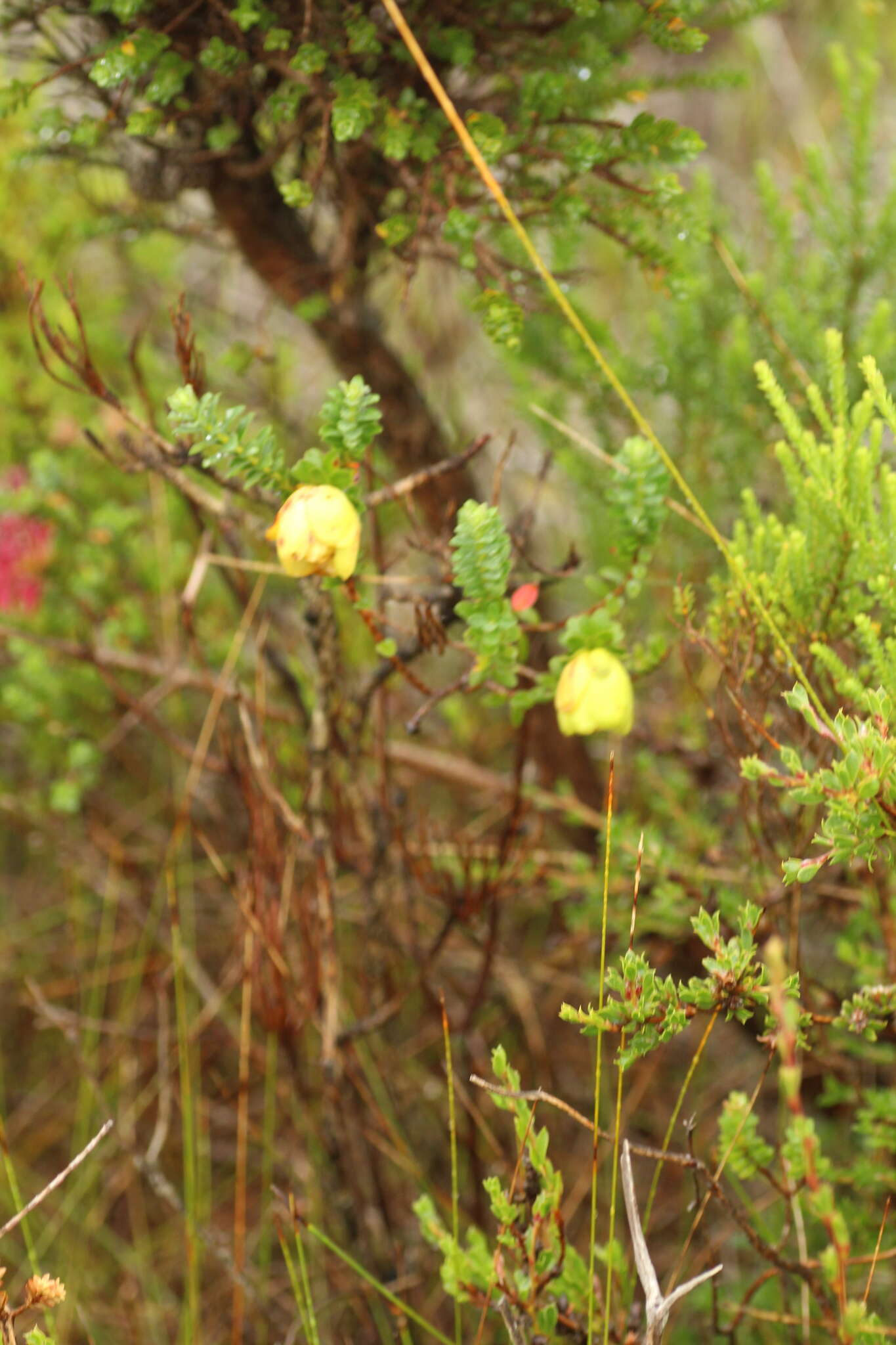 Image de Darwinia collina Gardn.