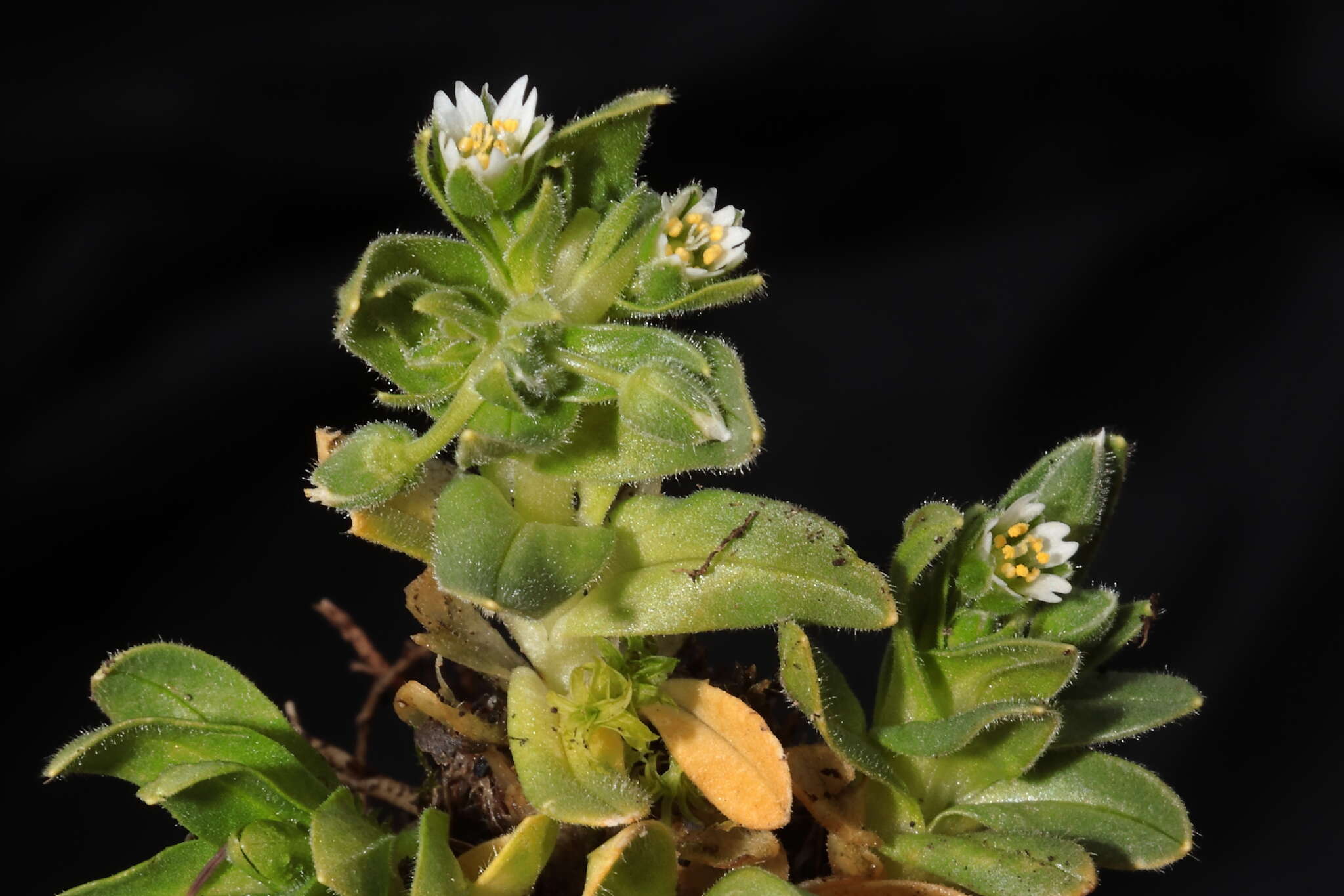 Image of Cerastium behmianum Muschl.