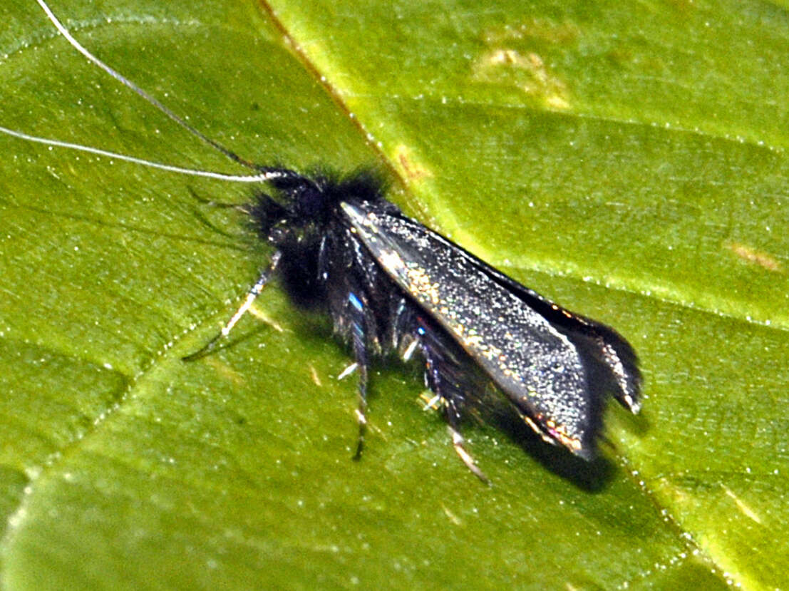 Image of Adela reaumurella