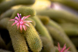 صورة Cleistocactus winteri D. R. Hunt