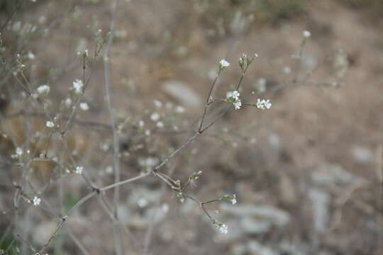 Image of garden baby's-breath