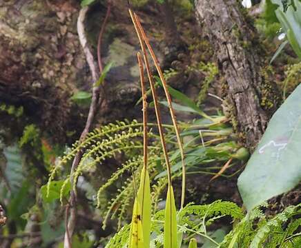 Imagem de Phreatia sulcata (Blume) J. J. Sm.