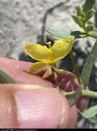 Image of Eulobus crassifolius (Greene) W. L. Wagner & Hoch