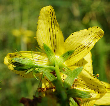 Sivun Hypericum desetangsii Lamotte kuva