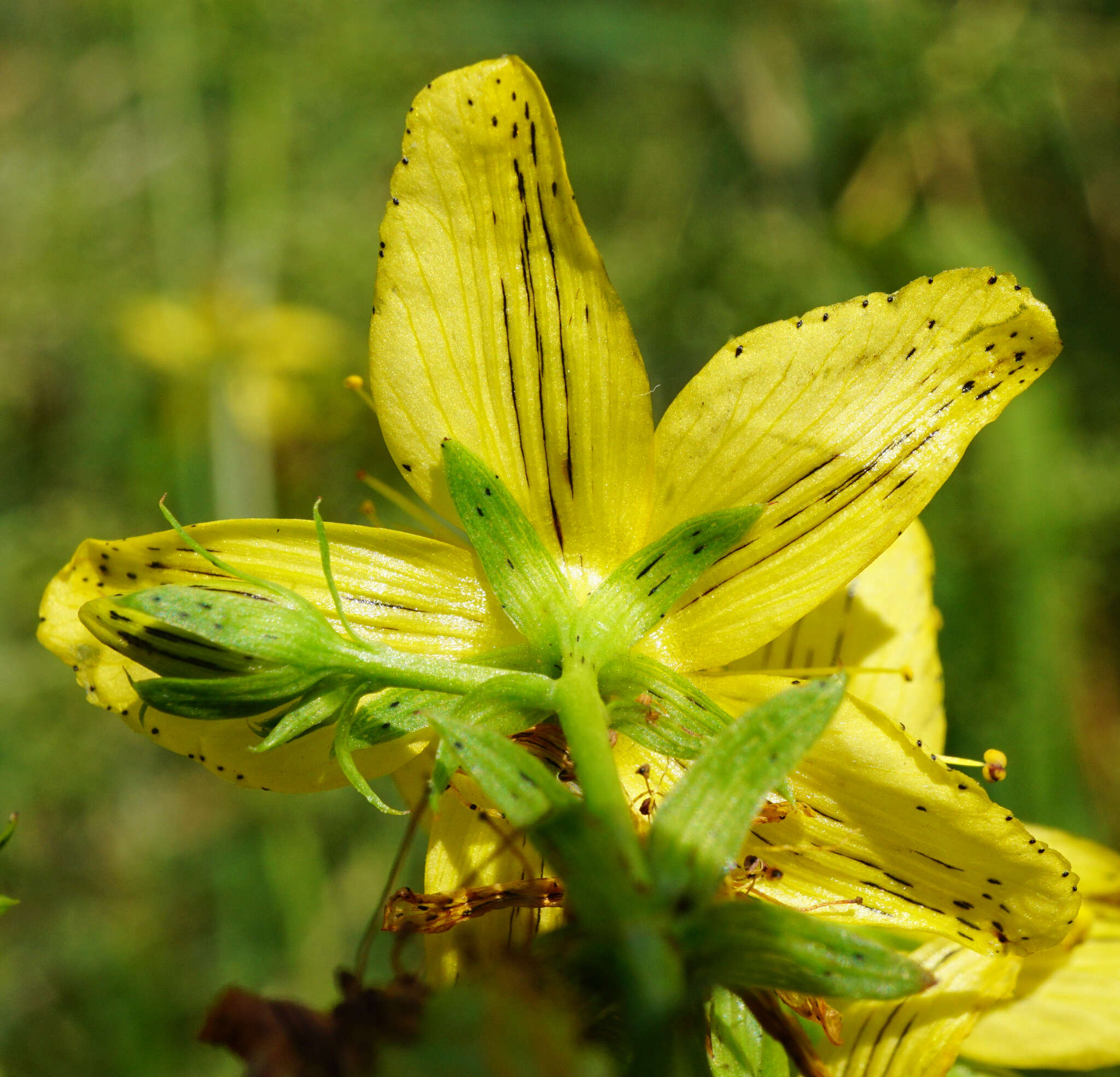 Sivun Hypericum desetangsii Lamotte kuva