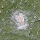 Image of Nesting whitefly