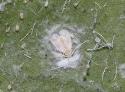 Image of Nesting whitefly