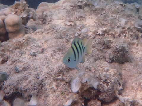 Image of Banded damselfish