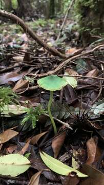 Imagem de Entoloma necopinatum E. Horak 1978