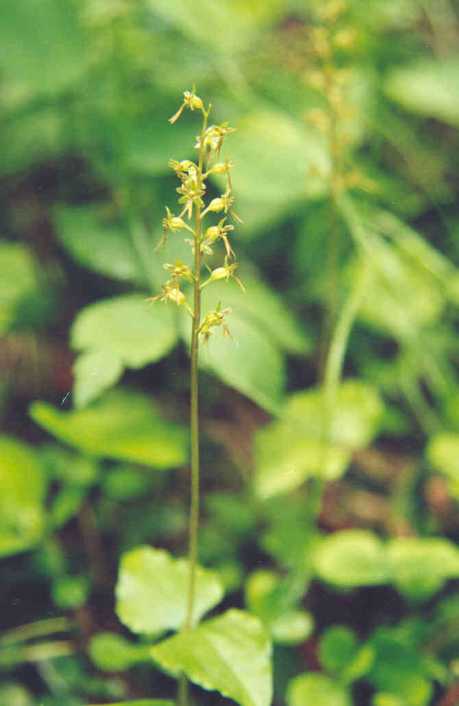 Image of Lesser Twayblade