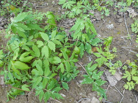 Image of eastern waterleaf