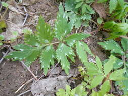 Image of eastern waterleaf