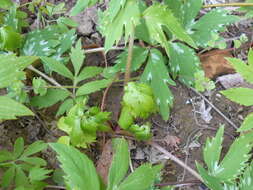 Image of eastern waterleaf