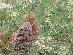 Image of Leucopogon ericoides (Sm.) R. Br.