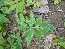 Image of eastern waterleaf