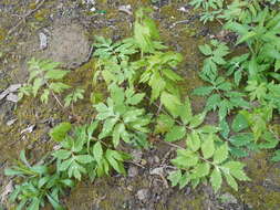 Image of eastern waterleaf