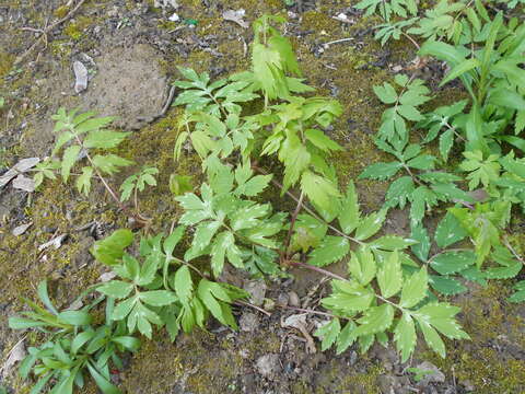 Image of eastern waterleaf