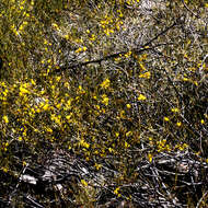 Image of Acacia granitica Maiden