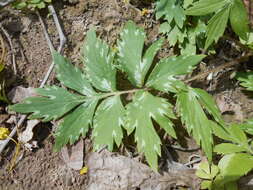 Image of eastern waterleaf