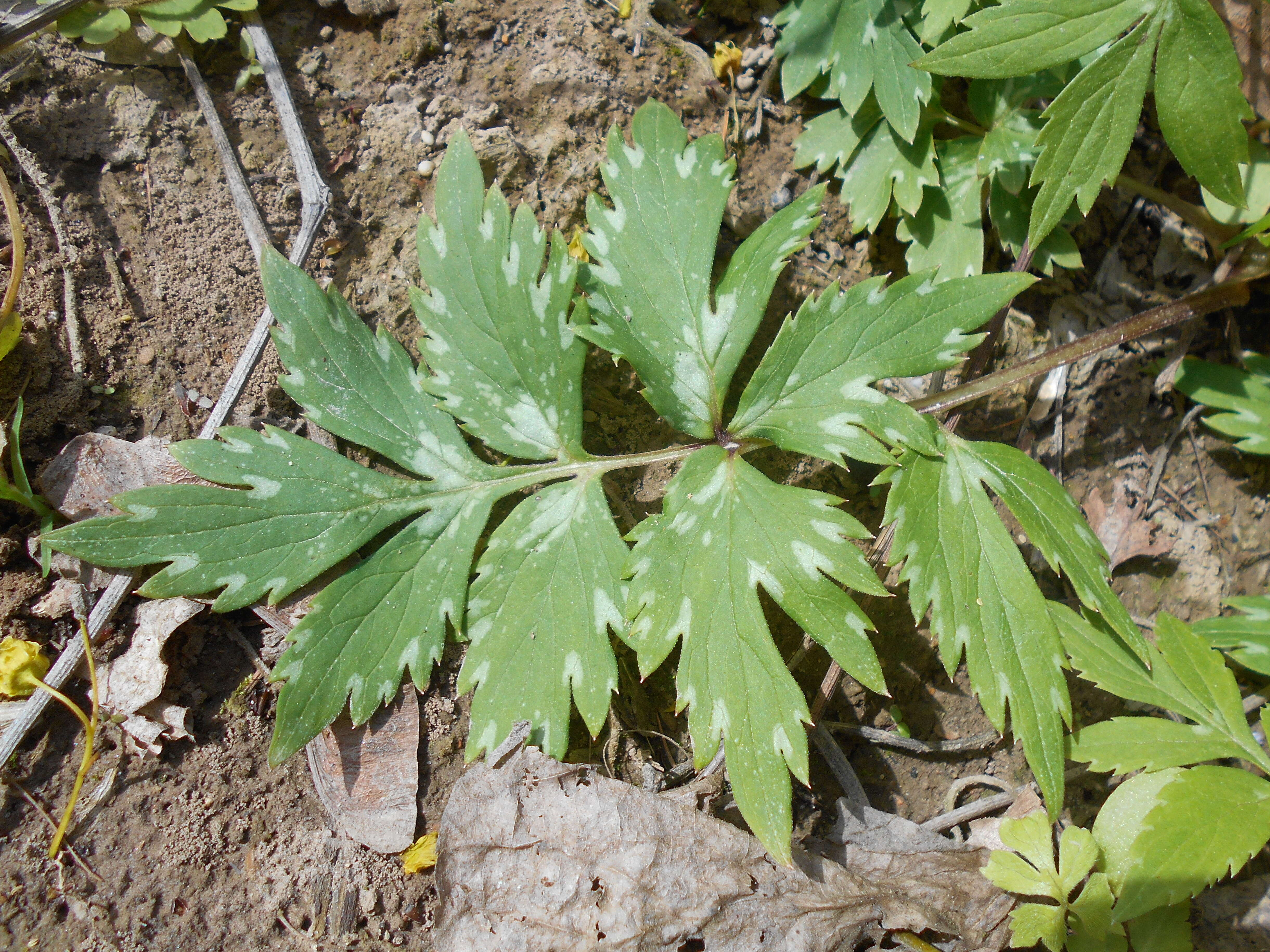 Image of eastern waterleaf